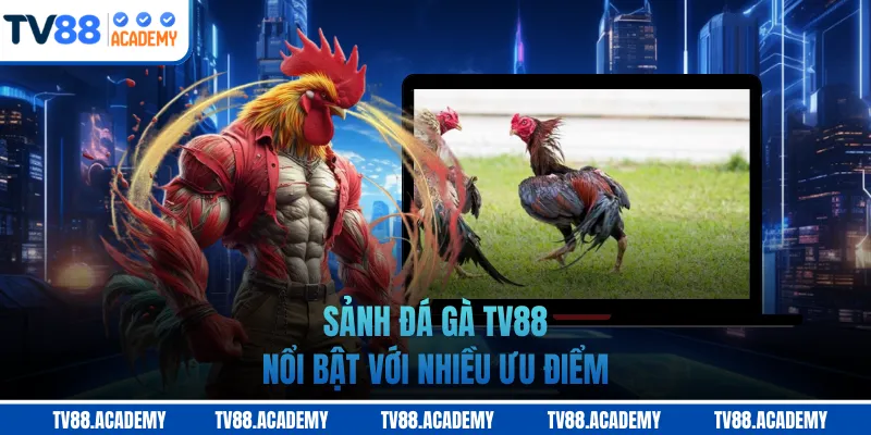Sảnh đá gà TV88 nổi bật với nhiều ưu điểm